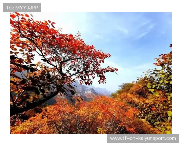 世界登山青年导师生态修复示范片第二辑发布，世界登山大师